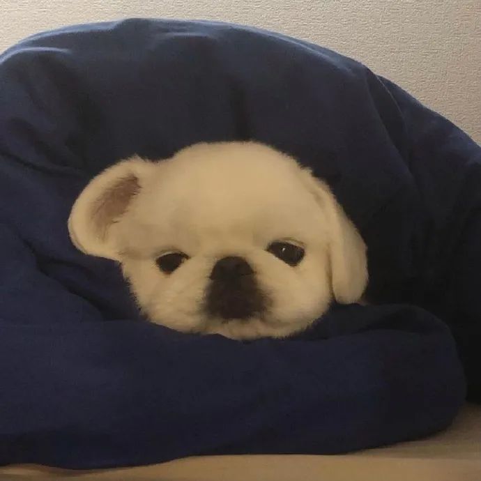 小狗狗头像系列四