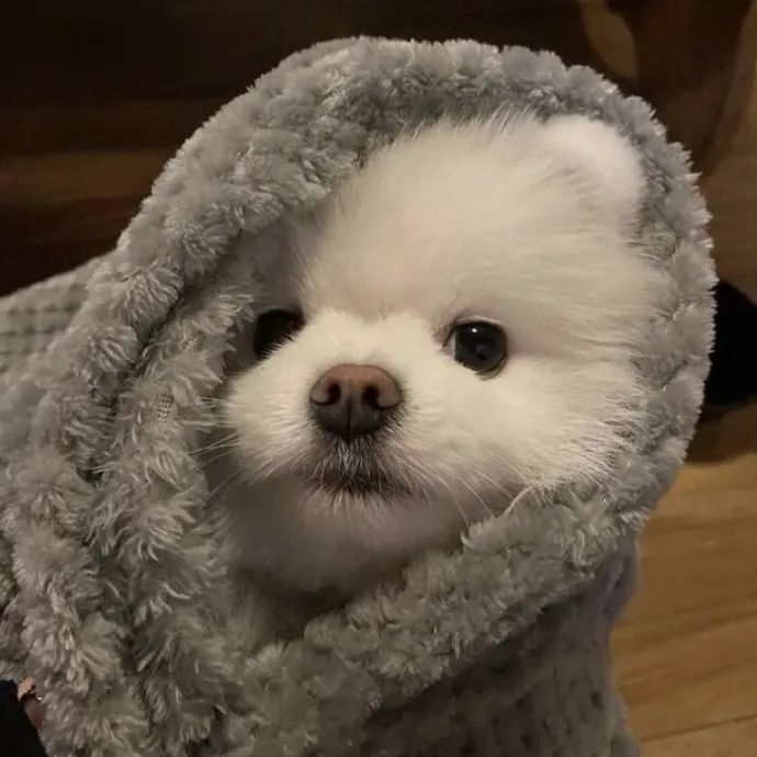 小狗狗头像系列四