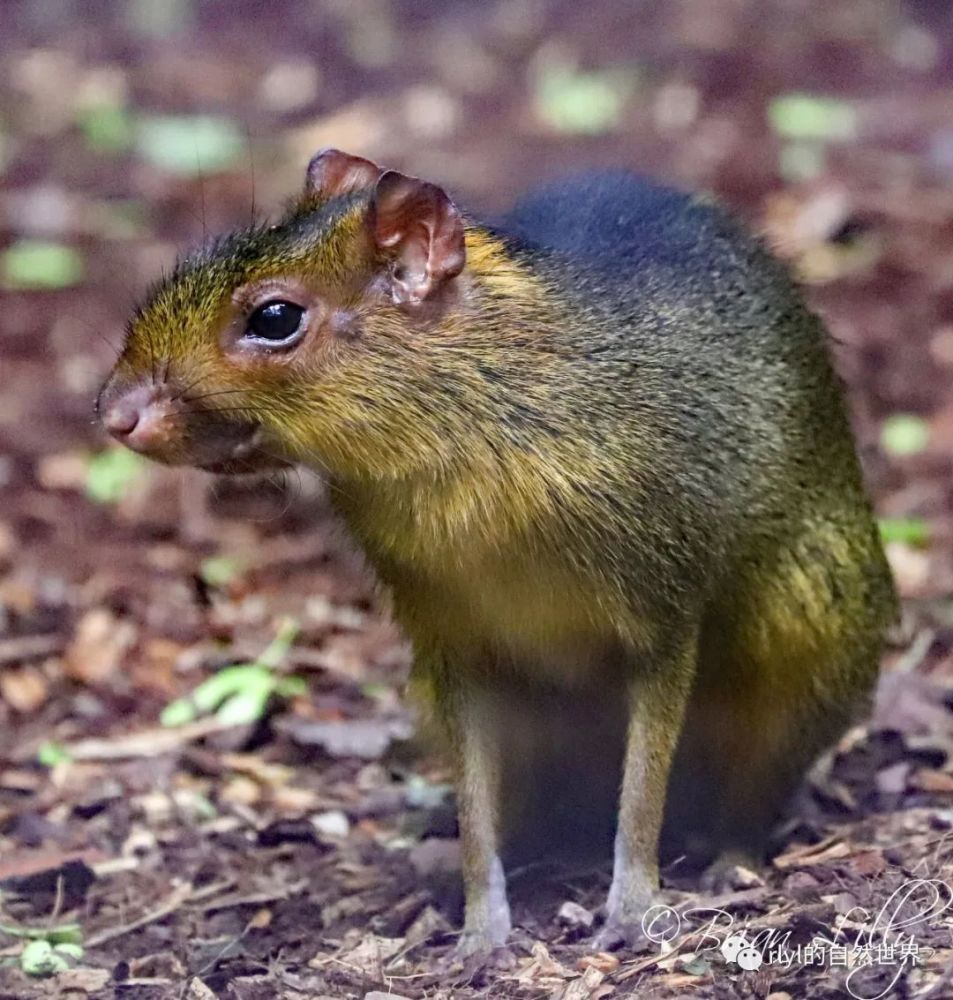 探秘自然界刺豚鼠有世界上最强的牙齿轻轻松松咬碎巴西栗