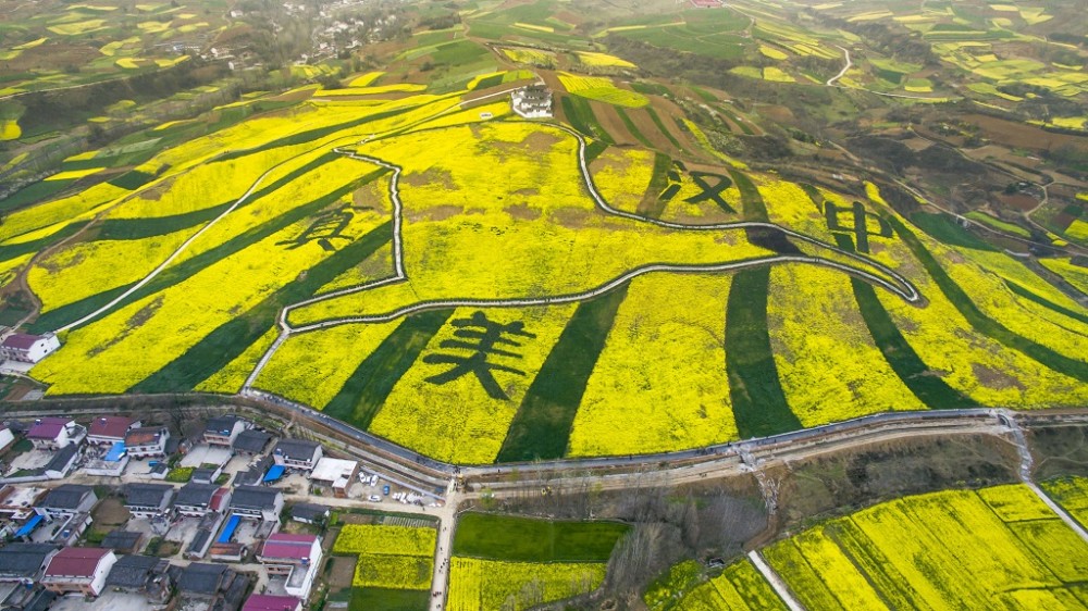 陝西洋縣在朱䴉保護中實現綠色蝶變