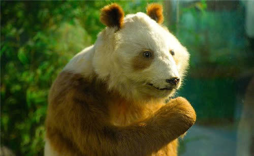 中国发现一只变种大熊猫全球仅有一只西方各国眼红不已