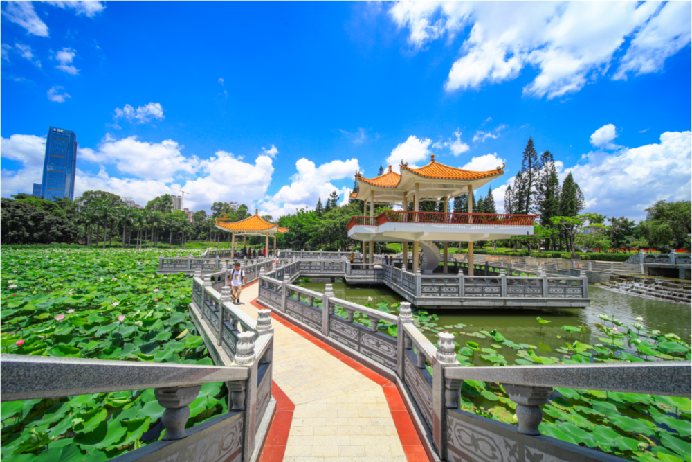 超多美图抢先看罗湖百亩荷花即将盛放