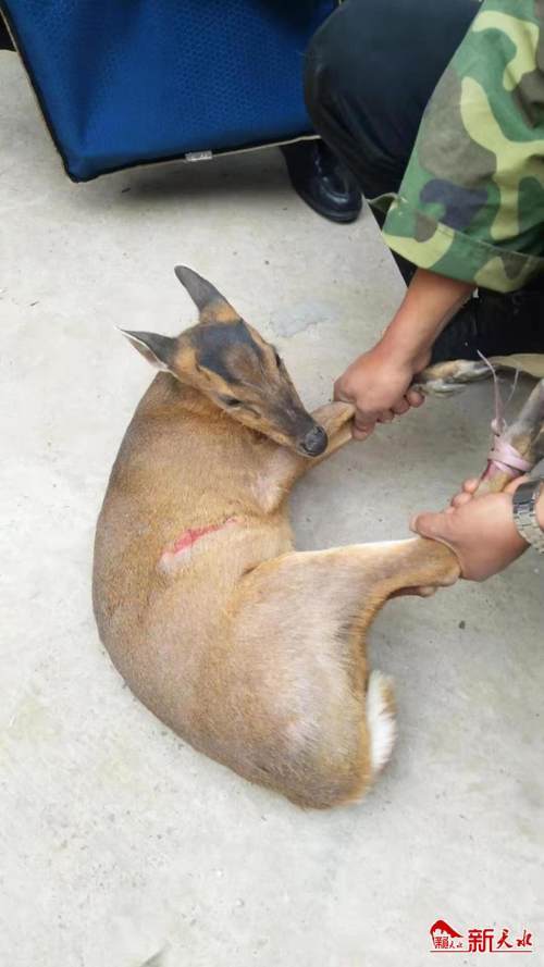 麂子误闯村民院落警民救助放归