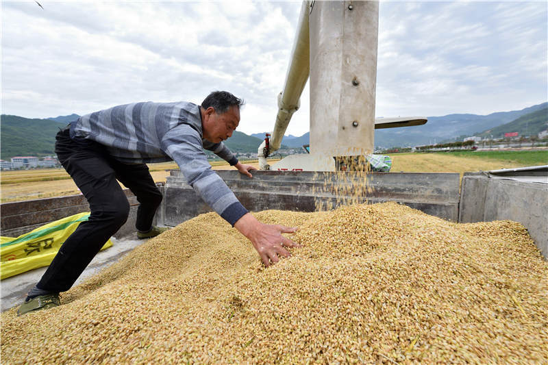 湖北襄阳:小麦开镰收割