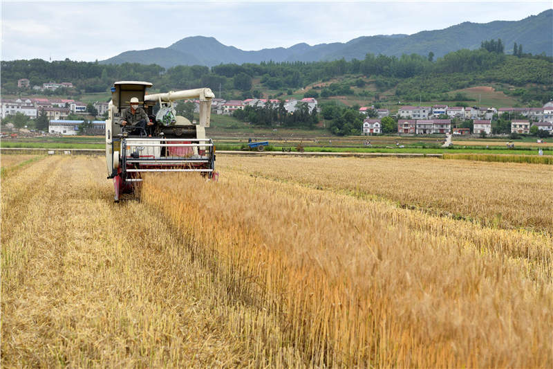 湖北襄阳:小麦开镰收割