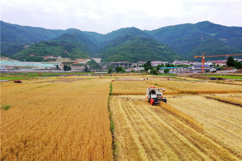 湖北襄阳:小麦开镰收割