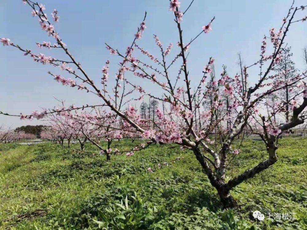 遛娃 休闲好去处 这个松江城中的采摘园 快来打卡 腾讯新闻