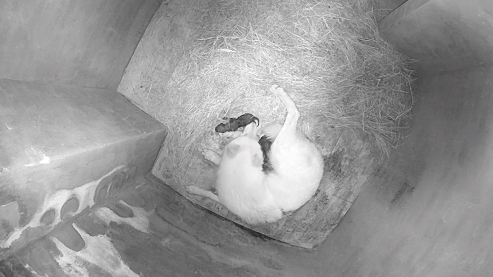 为保证母狼和新生小狼的安全,驯养师24小时通过监控观察北极狼妈妈和