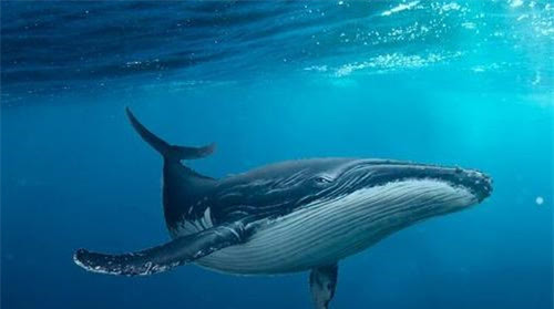 日本为什么到处捕鲸鱼不全是为了吃肉真实目的值得各国警惕