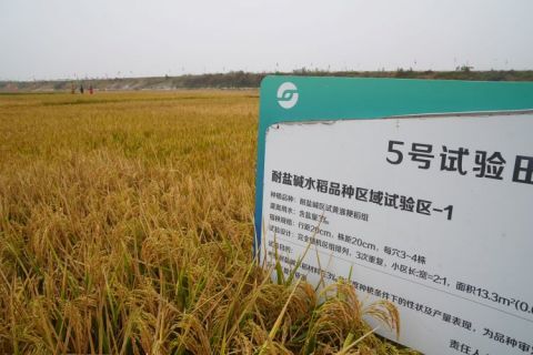 东升1号水稻品种图片
