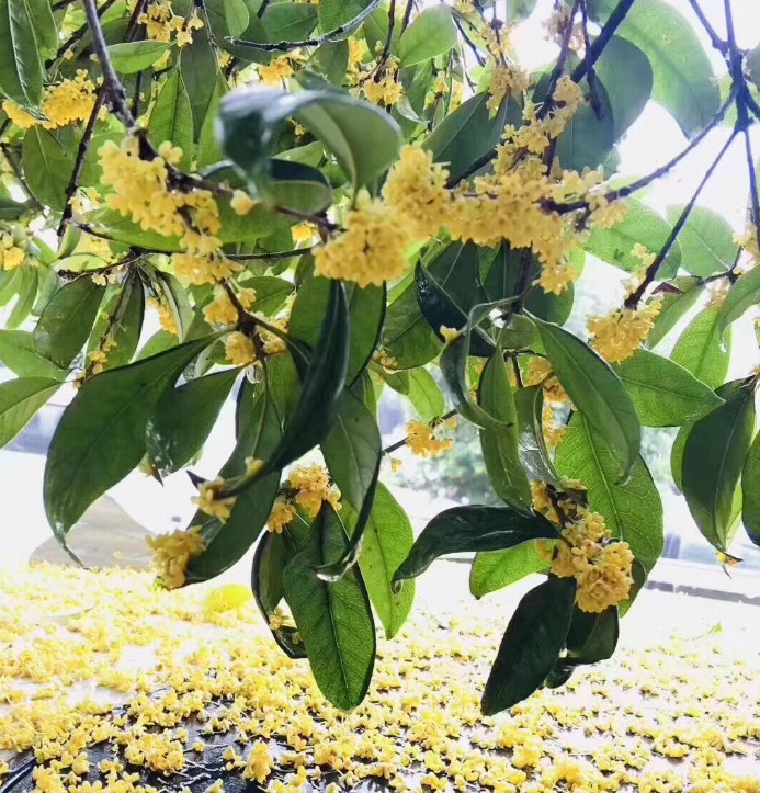 广西桂花树 图片来源:网络广西的桂林,是一个与 "桂"结缘的城市,处处