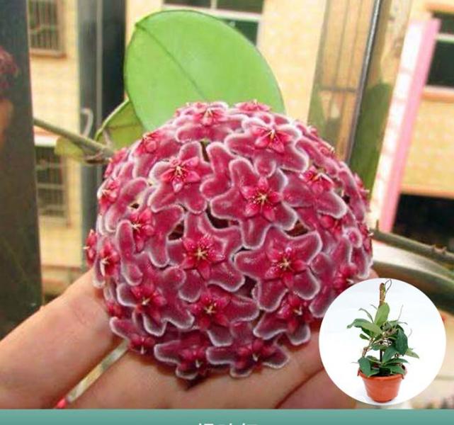 3款花堪称 花中精品 好看又好养 一年开花几次 室内盆栽也可以 腾讯新闻