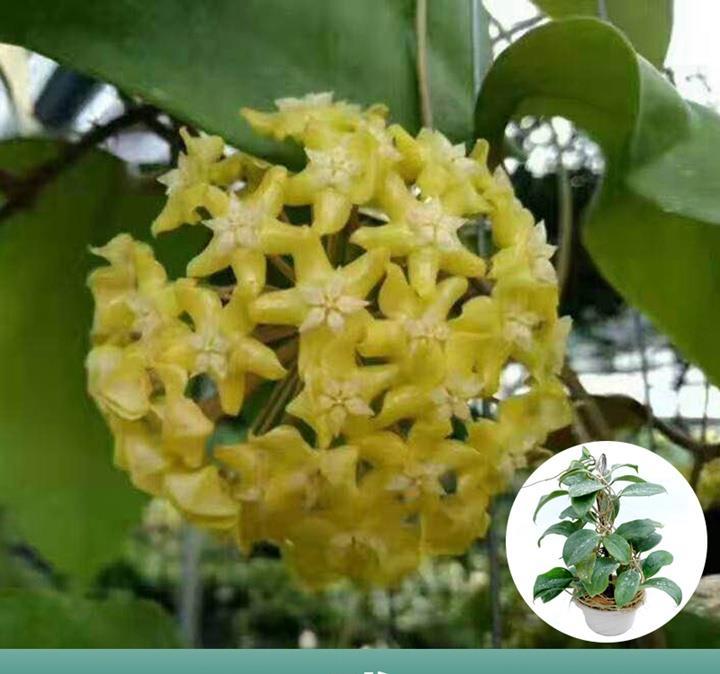 3款花堪称 花中精品 好看又好养 一年开花几次 室内盆栽也可以 腾讯新闻