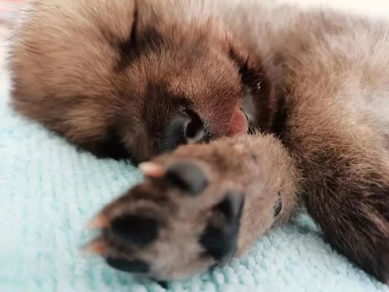 哈尔滨极地公园北极狼繁育取得重大突破 黑龙江省首只全人工饲养北极