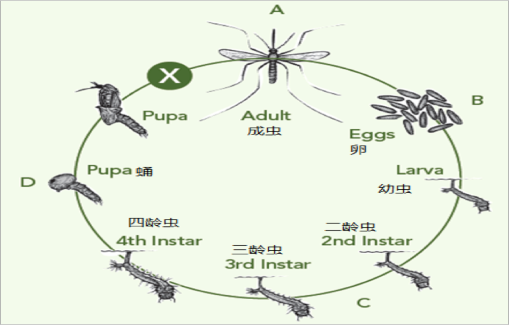 花博会为啥没蚊子?这里是全国第一个无蚊害广大区域