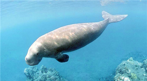 古籍中记载的 美人鱼 是什么 古人 遇见这种海女 你就倒霉了