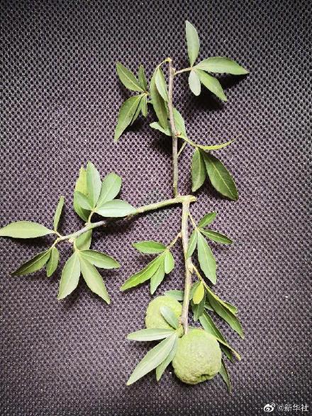 一度野生灭绝的富民枳又活了