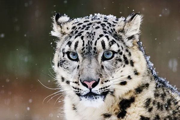 焦点世界濒危物种国家一级保护野生动物雪豹惊现贺兰山