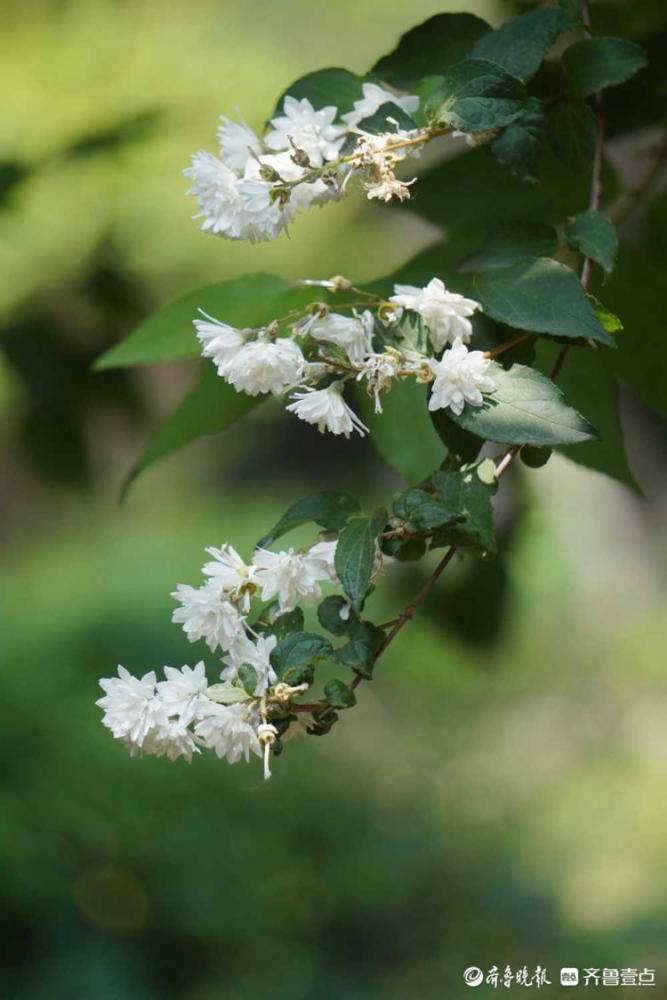 花开齐鲁 纯洁而又清新 济宁曲阜孔府白木香花 你见过吗 腾讯新闻