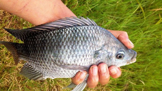 在我國南方水域,已然取代了麥穗,白條,瓜子鯽等傳統雜魚,和太陽魚