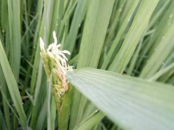 什么叫"杂交水稻",它和转基因水稻有什么区别?