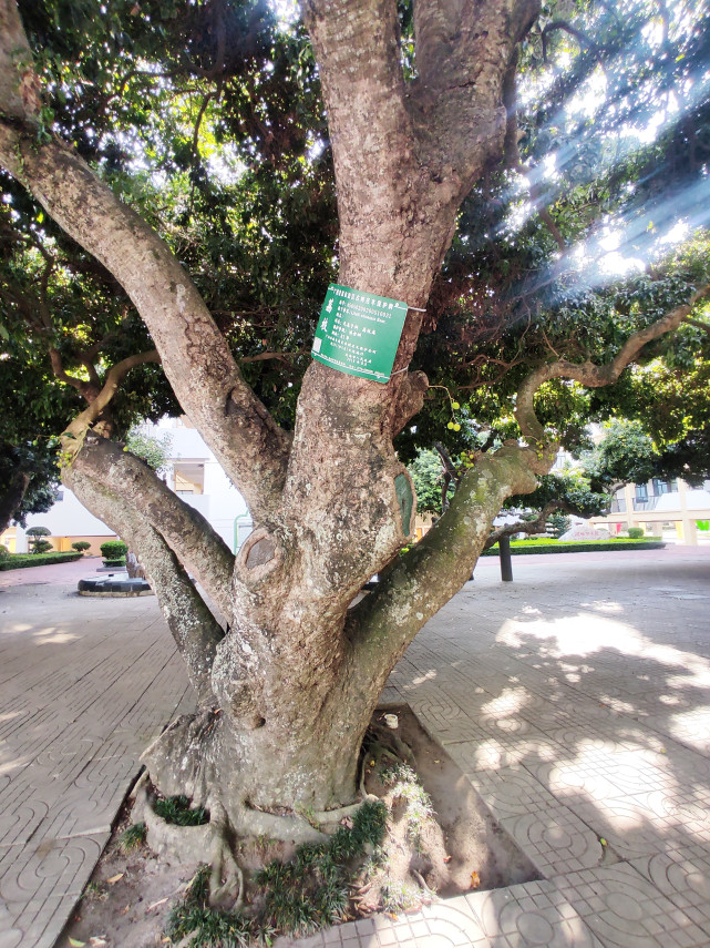 罕见!北海市中心这里竟然生长着几十棵近百年的古荔枝树