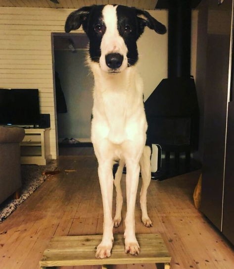 这只狗有着超长的脖子网友怀疑它是不是有着长颈鹿的dna