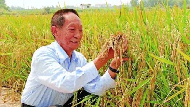 珍贵照片杂交水稻之父袁隆平生平回顾
