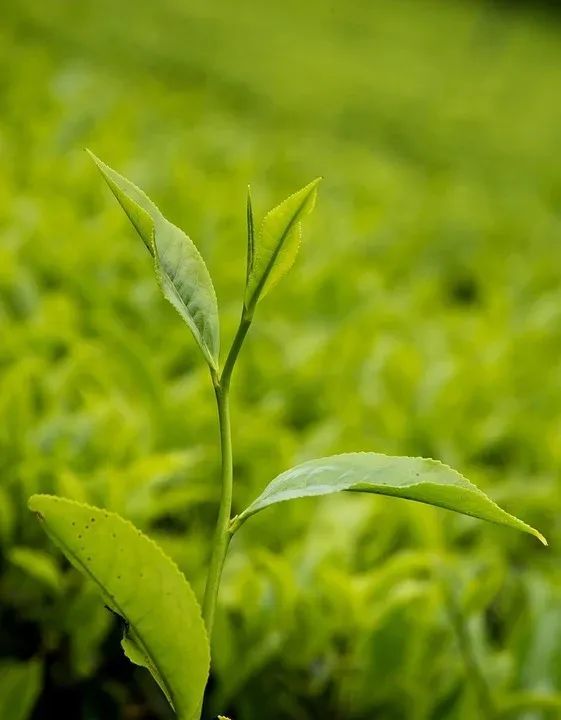 云雾缈绕茶香悠悠英山云雾茶上新