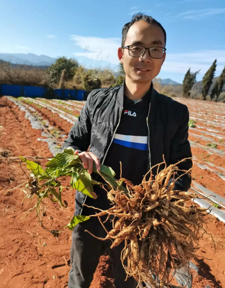 云南耘禾农业种植百部草生活无烦恼
