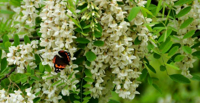 满城尽飘槐花香新区最美赏槐地推荐