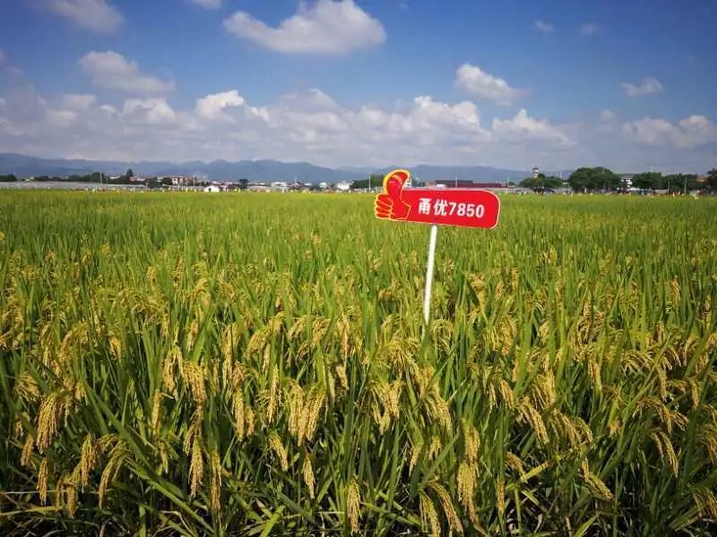 2011年5月26日,袁隆平第二次来甬参加第二届(中国·余姚)国际河姆渡