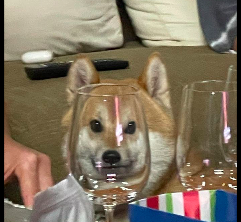柴犬透过红酒杯看主人,脸都变形了,吓得它都不敢动:怎么回事?