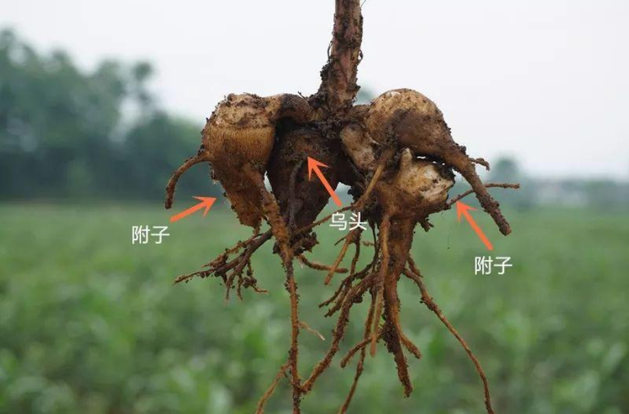 《颂古三十一首·其三十一》第三名:阴寒之毒——乌头附子(毒性指数