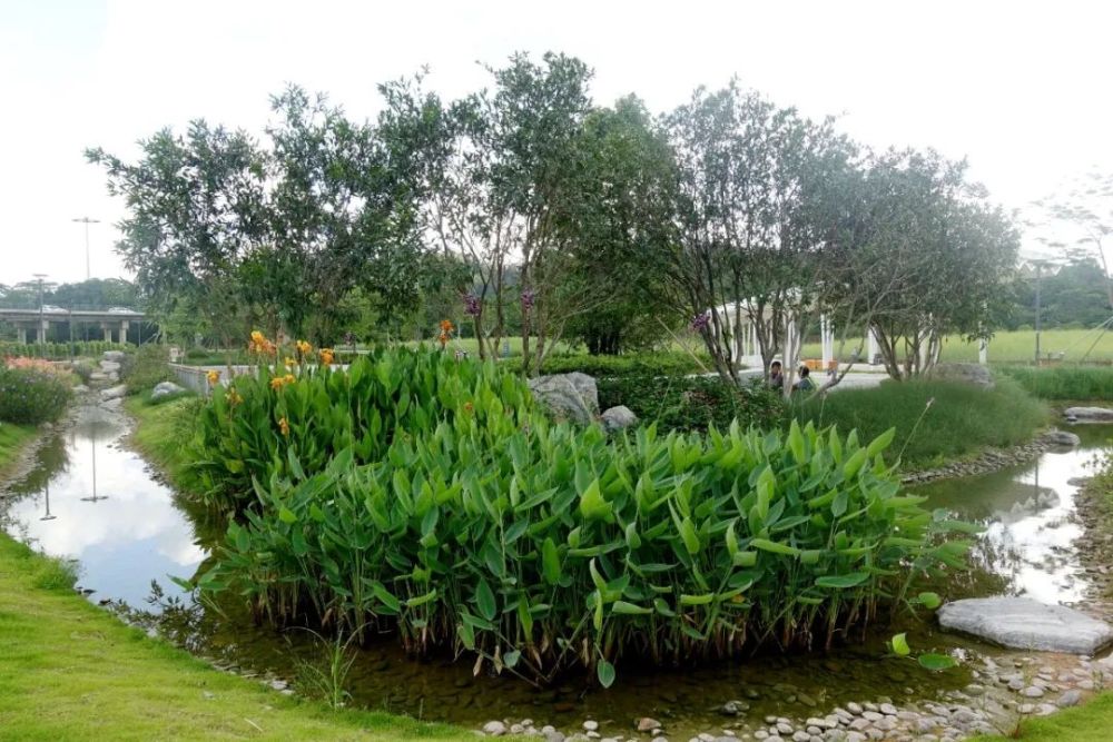 地点:光明区楼村湿地公园● 门票:免费● 交通:公明总站公交站,龙大