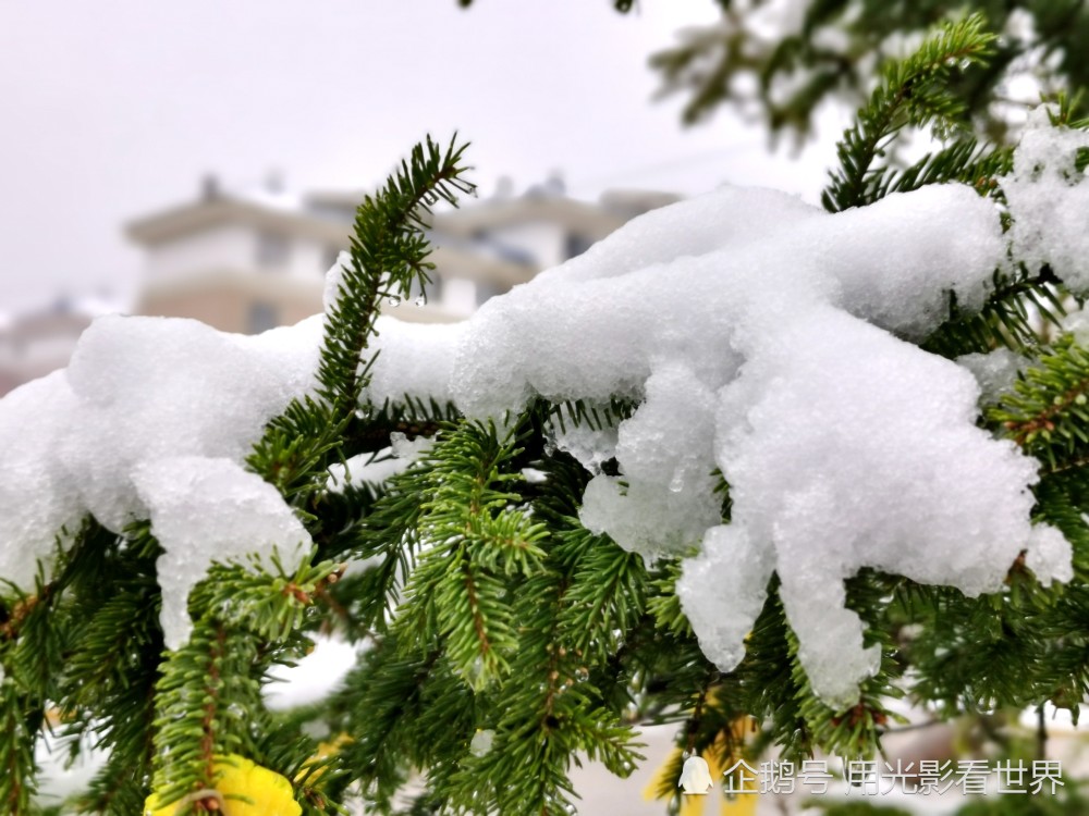 黑龙江漠河5月飞雪图片