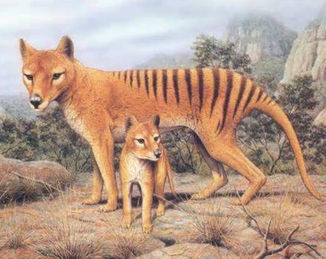 澳洲原生的掠食动物除了袋狼之外还有袋狮