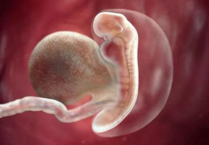 胎儿多大时有模有样小家伙变好看的过程有趣又神奇