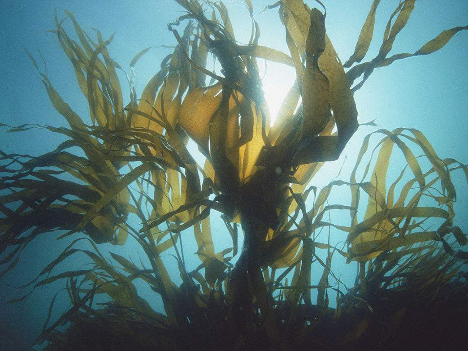 我们经常吃的海带,到底是植物还是动物?_腾讯新闻