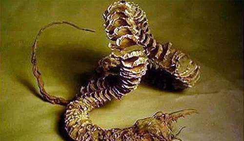 针对这种情况,科学家认为沙虫根本就不存在,如果沙虫是一种虫子,那它