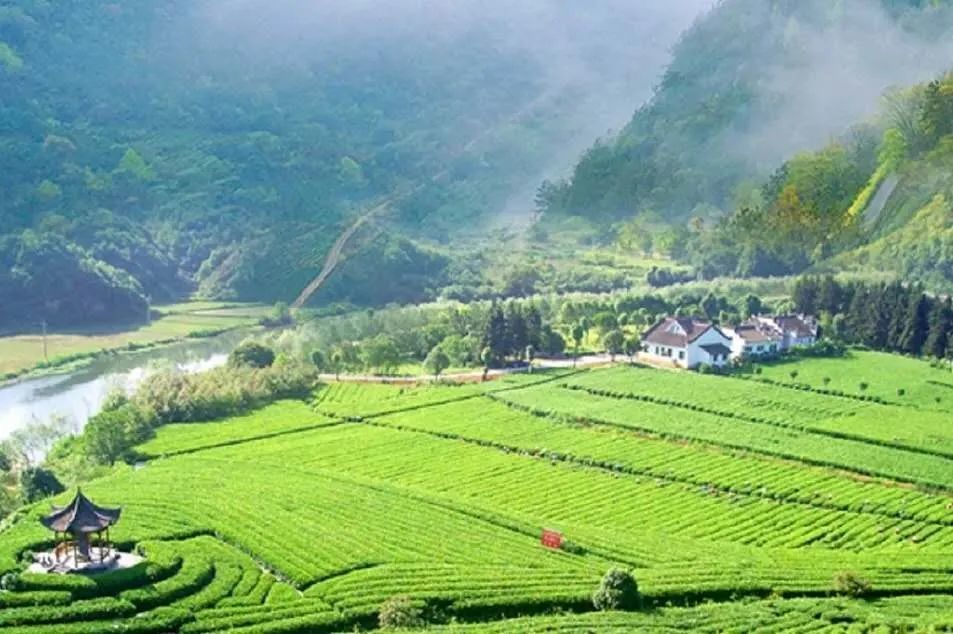 全省唯一全国仅30个婺源入选区域特色美丽茶乡