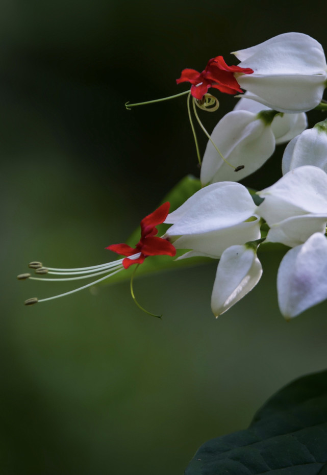 龙吐珠花语及寓意(龙吐珠花怎么养才能开花)