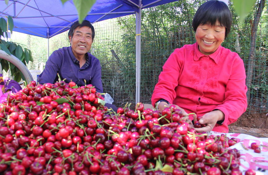 河南义马:樱桃丰收富村民