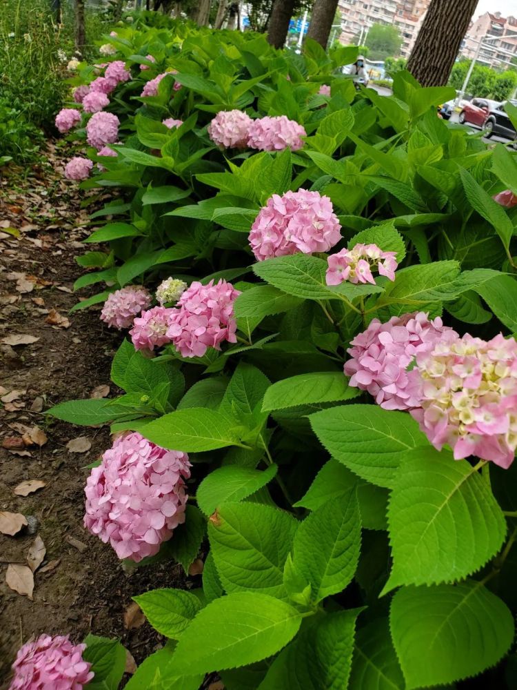 新建路新建路沿线花坛内八仙花已进入盛花期,顺着新建路向南步行即可