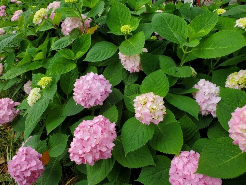 新建路新建路沿线花坛内八仙花已进入盛花期,顺着新建路向南步行即可