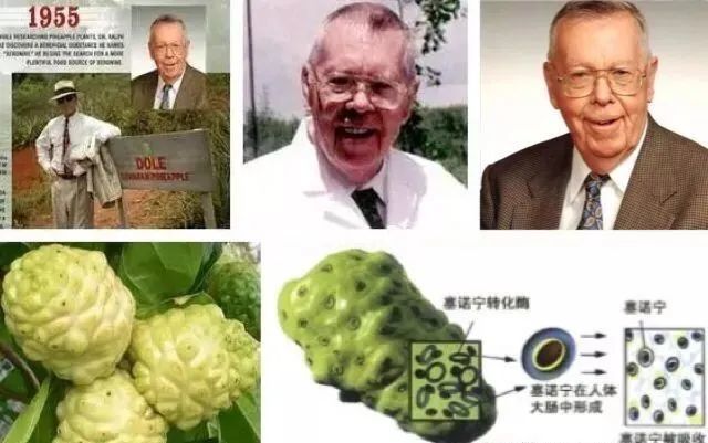 诺丽果是最天然的抗氧化剂且被誉为虹甙之王