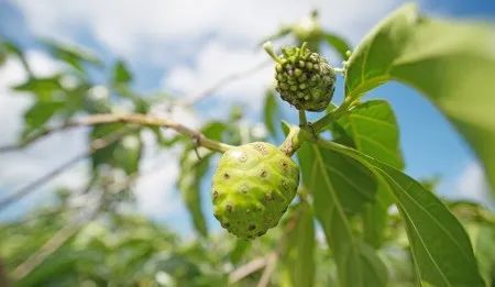 诺丽果是最天然的抗氧化剂,且被誉为"虹甙之王!