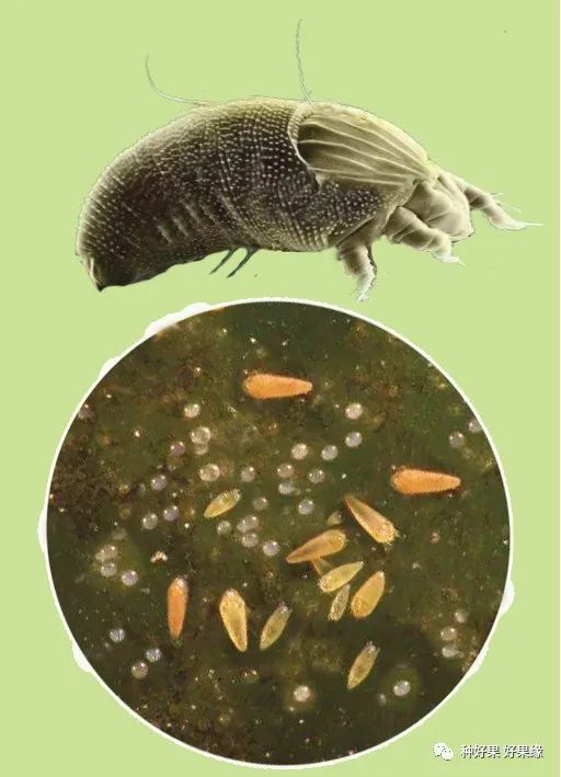 柑橘告别黑皮果赶快防好锈壁虱