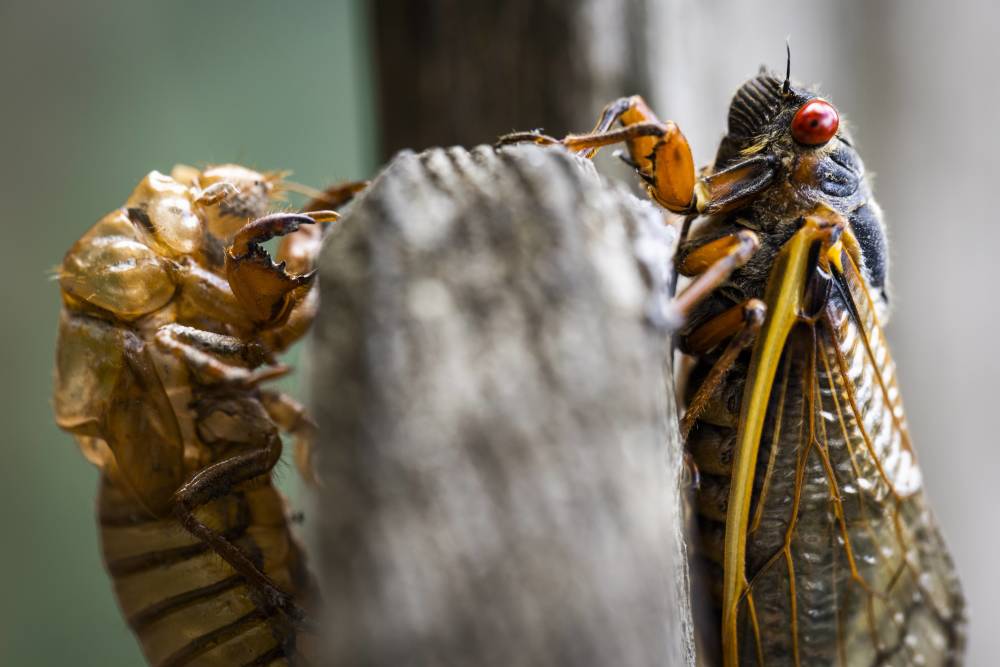 美国即将再一次遭遇17年蝉 300亿只蝉破土而出