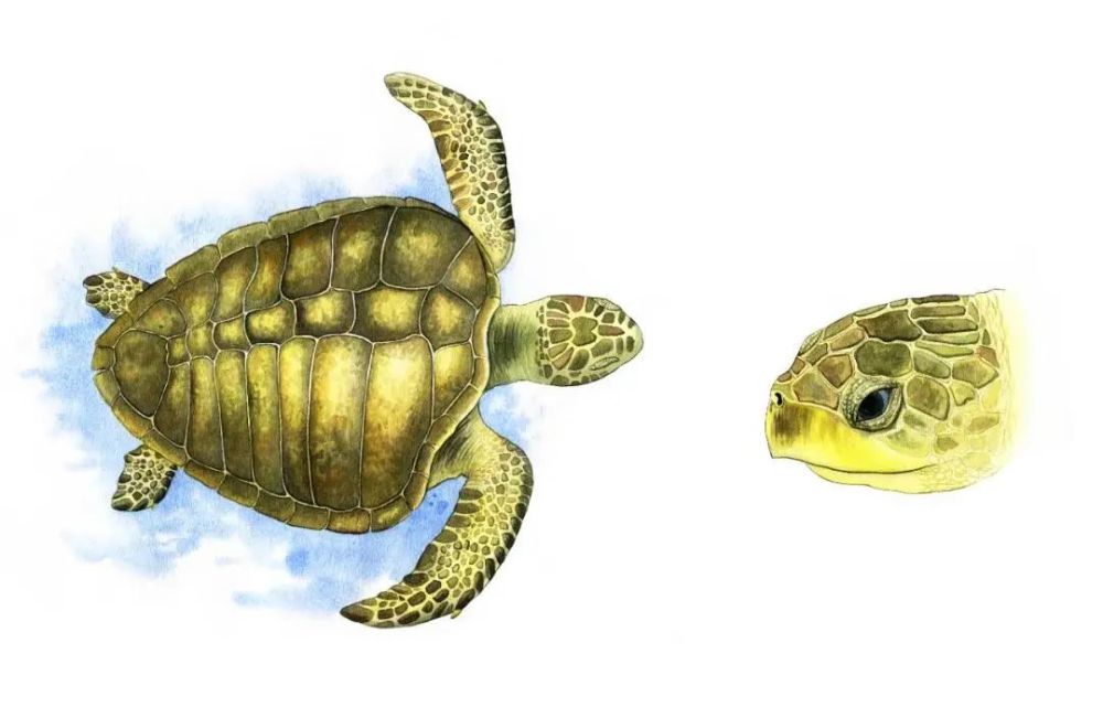 玳瑁一般长约为0.6米,最大可达1.